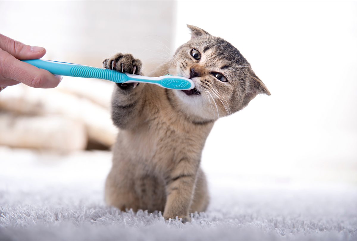 Best cat toothpaste uk best sale