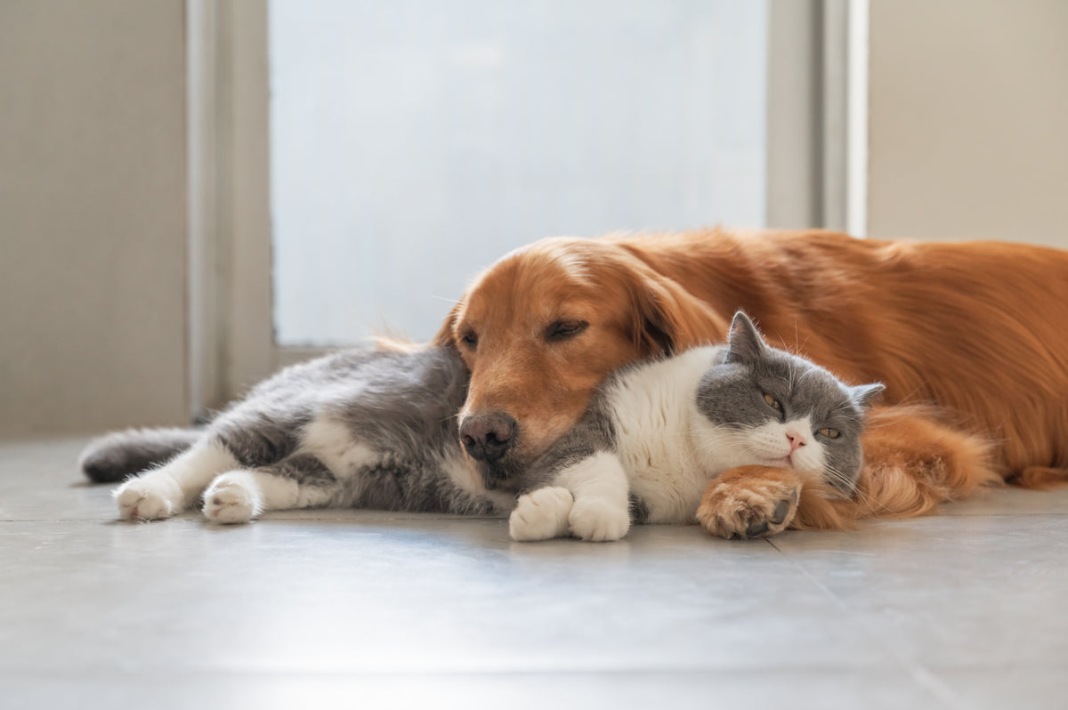 Best Calming Products for Dogs and Cats | Direct4Pet