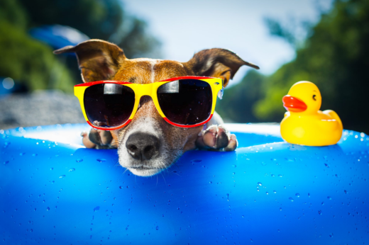Keeping Your Pets Cool: Essential Summer Pet Care Tips