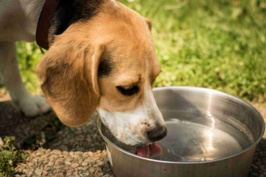 Pet Nutrition in Summer: Keeping Your Furry Friends Healthy and Happy