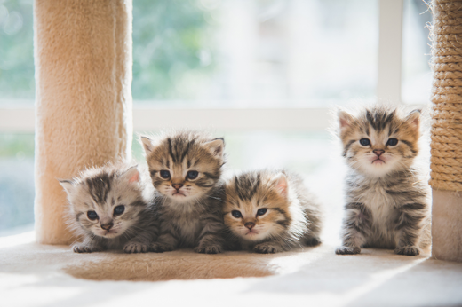 A Beginner's Guide to Bringing Home a New Kitten