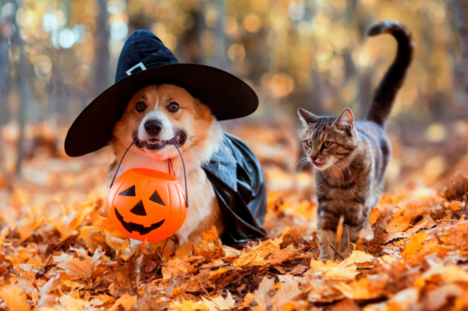 Halloween Pet Safety: Tips for a Fun and Safe Holiday