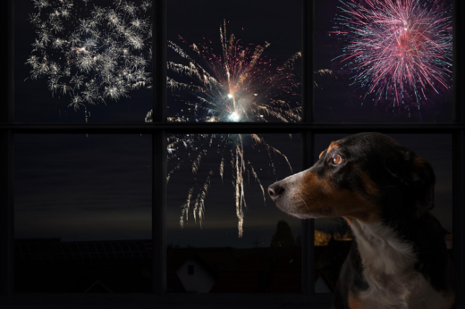 How to Prepare Your Pet for Fireworks Season: A Guide to Keeping Them Calm and Safe