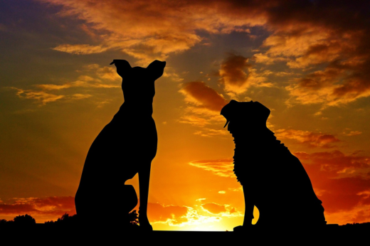 How to Help Pets Deal with Shorter Days and Less Sunlight