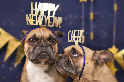 New Year, New Routine: Building Healthy Habits for Your Pet in 2025