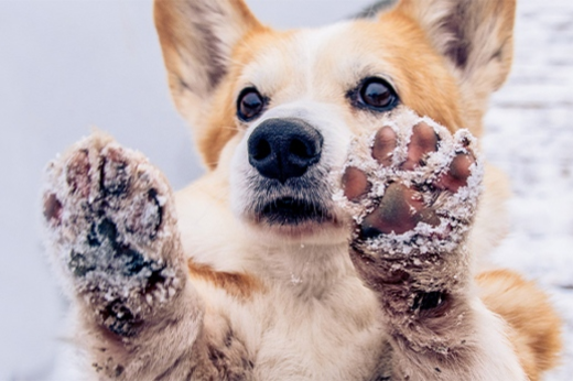 Protecting Your Pet from Winter Toxins: Antifreeze, Ice Melts, and More