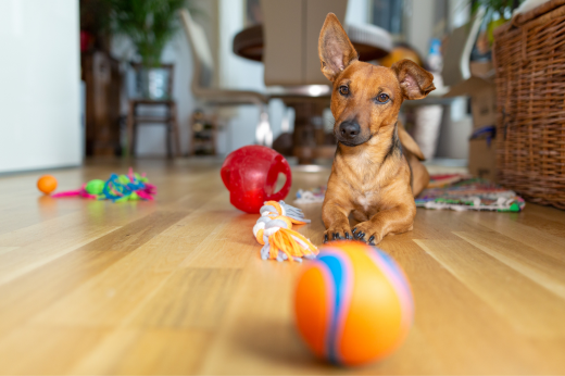 Indoor Play Ideas for Pets on Cold or Rainy Days