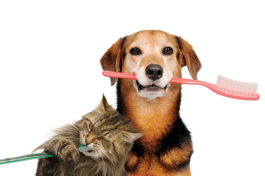 Celebrate Pet Dental Health Month: Keep Your Pet’s Smile Healthy!