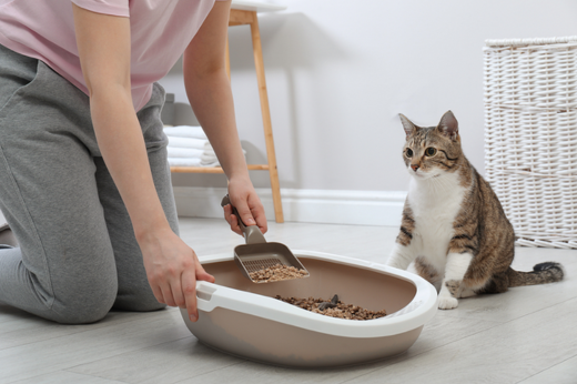 Litter Box Woes: How to Solve Common Cat Bathroom Issues