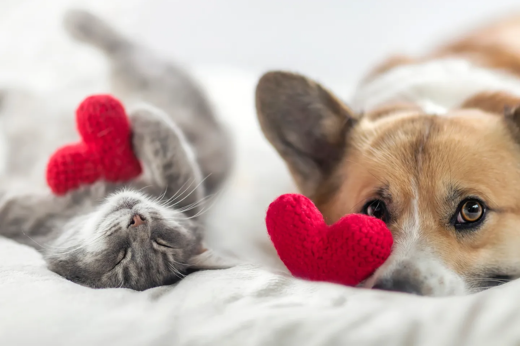 How to Celebrate Valentine’s Day with Your Pet