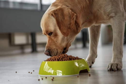 How to Choose Quality Food for Your Pet: A Guide for Pet Parents