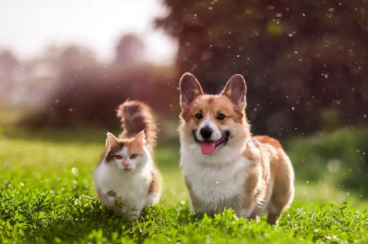 Spring Pet Care Tips: How to Keep Your Pets Safe from Seasonal Allergies, Pests, and Temperature Changes