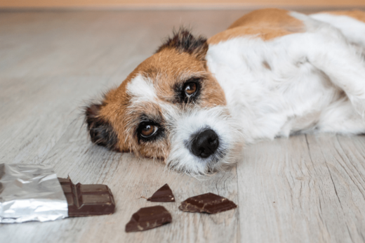 Protect Your Pets: Essential Tips for Pet Poison Prevention Month