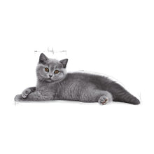 Load image into Gallery viewer, Royal Canin British Shorthair Kitten Food 2kg
