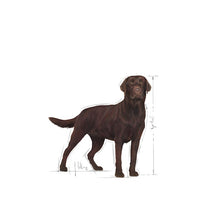 Load image into Gallery viewer, Royal Canin Labrador Sterilised Dog Food 12kg
