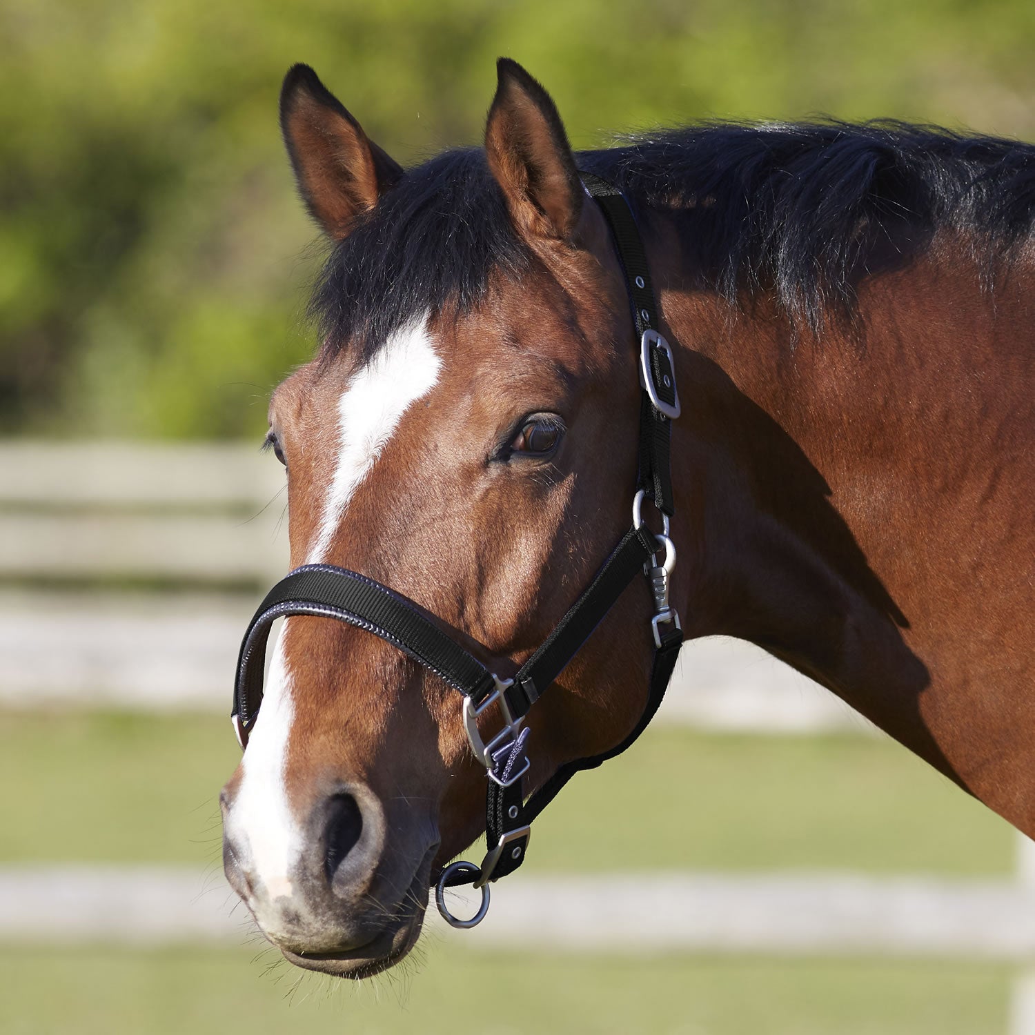 Bitz Deluxe Padded Headcollar Black Various Sizes